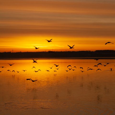 Ringsjön – Magasinet Skåne
